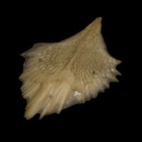 photo of Sturgeon scute lateral view
