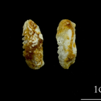 photo of Thinlip grey mullet  otolith(s) detail view