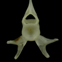photo of Mediterranean moray caudal vertebra anterior view