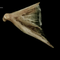 photo of Atlantic halibut quadrate lateral view