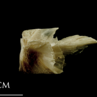 photo of Turbot basioccipital lateral view