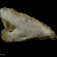 photo of European conger for assessment lateral view