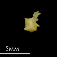 photo of Bullhead first vertebra lateral view