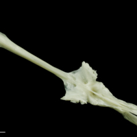 photo of Freshwater bream parasphenoid dorsal view