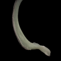 photo of European eel subopercular medial view