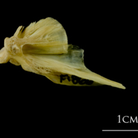 photo of Atlantic cod quadrate lateral view