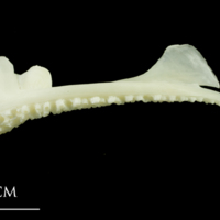 photo of Pollack premaxilla lateral view