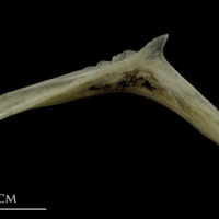 photo of Brill for assessment medial view