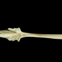 photo of Haddock parasphenoid dorsal view