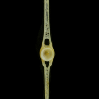 photo of Black seabream caudal vertebra anterior view
