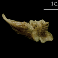 photo of Turbot posttemporal lateral view