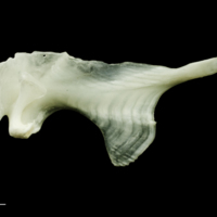 photo of Freshwater bream maxilla medial view