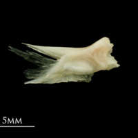 photo of Garfish quadrate medial view