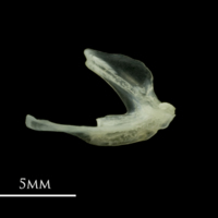 photo of Red mullet posttemporal lateral view