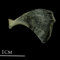 photo of Mediterranean moray opercular lateral view