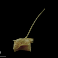 photo of Spanish mackerel precaudal vertebra lateral view