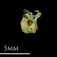 photo of European anchovy otic bullae detail view