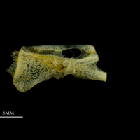 photo of Scad ceratohyal medial view