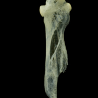 photo of Red mullet hyomandibular medial view