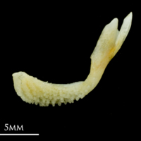 photo of Common sole premaxilla medial view