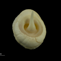 photo of Thornback ray buckler spine dorsal view