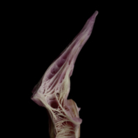 photo of Meagre precaudal vertebra lateral view