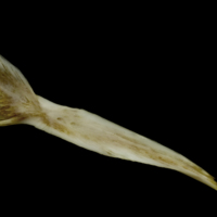 photo of European conger for assessment medial view