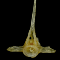 photo of Ruffe precaudal vertebra anterior view