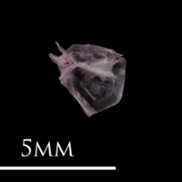 photo of Dragonet for assessment medial view