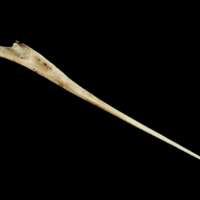 photo of Garfish premaxilla medial view