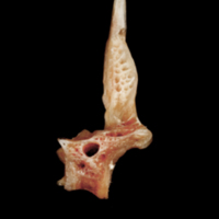 photo of Sea scorpion precaudal vertebra lateral view