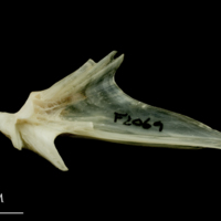 photo of Haddock articular medial view