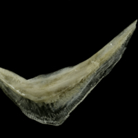 photo of Common pandora preopercular lateral view