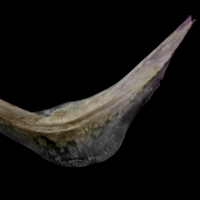 photo of Red seabream preopercular lateral view