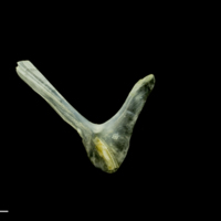 photo of Common sole for assessment lateral view