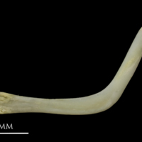 photo of European eel cleithrum lateral view