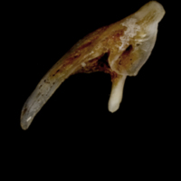 photo of Sea scorpion posttemporal medial view