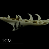 photo of Mediterranean moray pharyngeal medial view