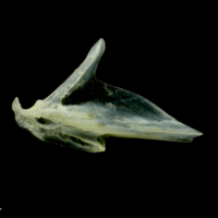 photo of Scad articular medial view