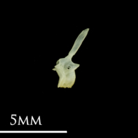 photo of Butterfish precaudal vertebra lateral view
