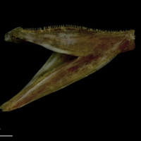 photo of Spanish mackerel dentary medial view