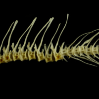 photo of Barbel precaudal vertebra lateral view