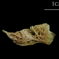 photo of Turbot posttemporal medial view