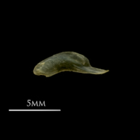 photo of Vendace for assessment medial view