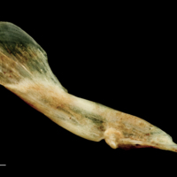 photo of Garfish maxilla lateral view