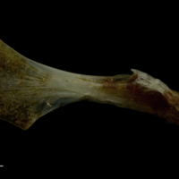 photo of Red gurnard ceratohyal medial view