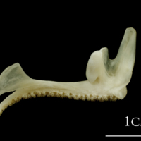 photo of Haddock premaxilla medial view