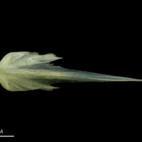 photo of Scad vomer ventral view