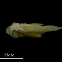 photo of Arctic Char vomer dorsal view