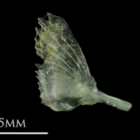 photo of Small sandeel subopercular medial view